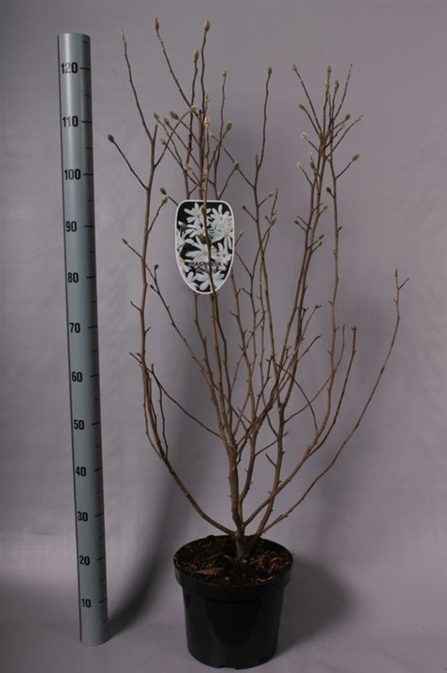 Magnolia stellata - C7.5 60-80 CM